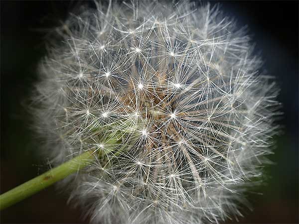 Image: a dandelion clock