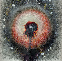 Another work from the series